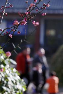 春暖花开 在线观看,在线赏花之旅  第3张